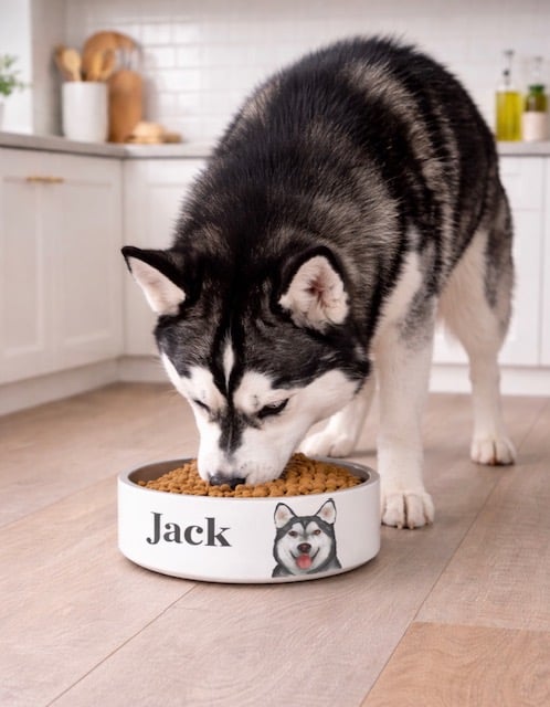 Pet Bowl - Image 4